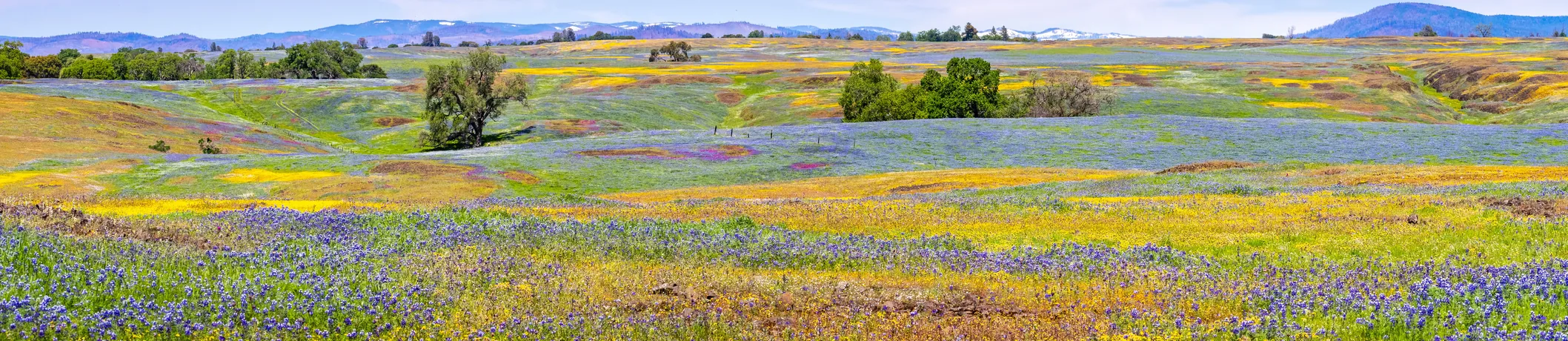 Butte County telehealth therapy Partnership HealthPlan California