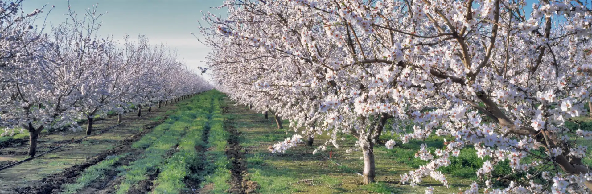 Almond orchard in full bloom, banner for caregiver stress therapy by telehealth