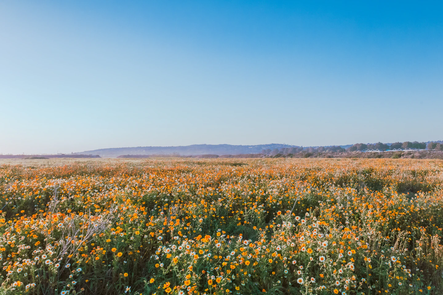 Frequently asked questions telehealth therapy California Pacific Mental Health Services