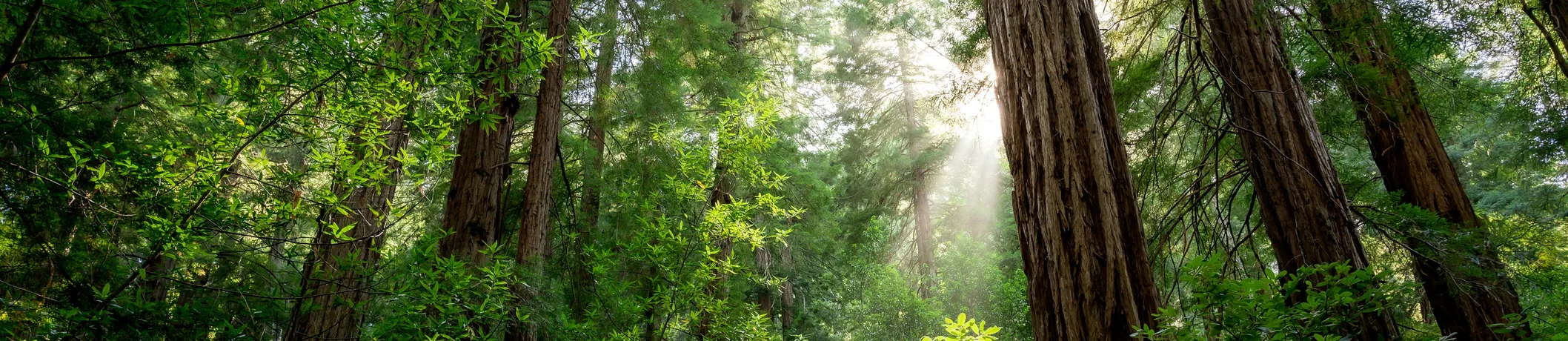 Humboldt County telehealth therapy Partnership HealthPlan California