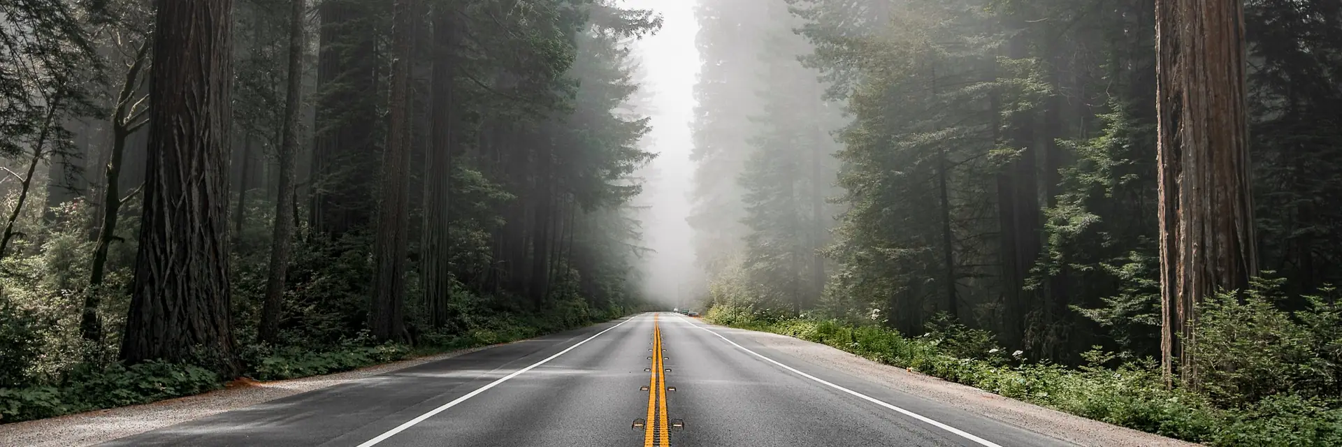 Highway through a misty redwood forest, banner for trauma and PTSD therapy by telehealth